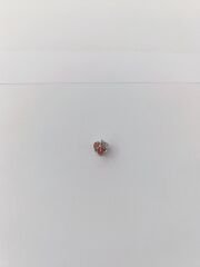 PEMBE ÇINAR YAPRAĞI CHARM